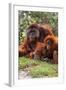 Orangutan-null-Framed Photographic Print