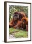 Orangutan-null-Framed Photographic Print