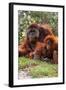 Orangutan-null-Framed Photographic Print