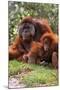Orangutan-null-Mounted Photographic Print