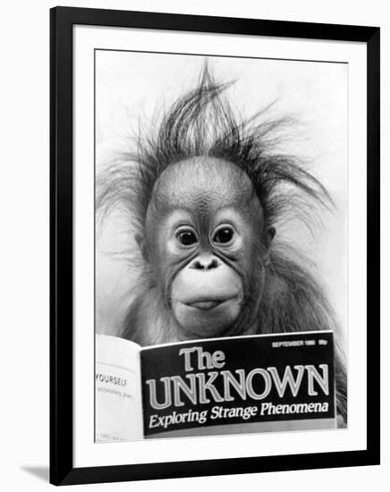 Orangutang, October 1986-null-Framed Photographic Print