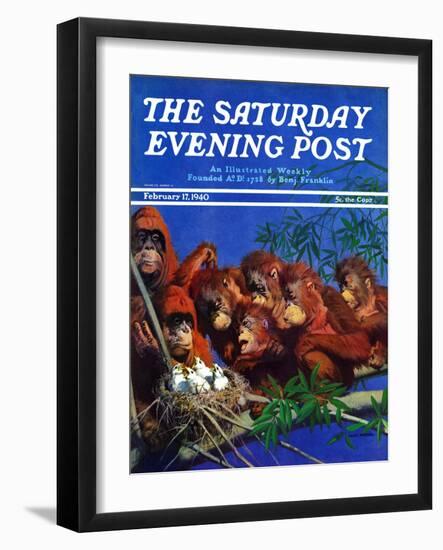 "Orangutans & Bird Nest," Saturday Evening Post Cover, February 17, 1940-Julius Moessel-Framed Giclee Print