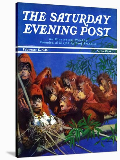 "Orangutans & Bird Nest," Saturday Evening Post Cover, February 17, 1940-Julius Moessel-Stretched Canvas
