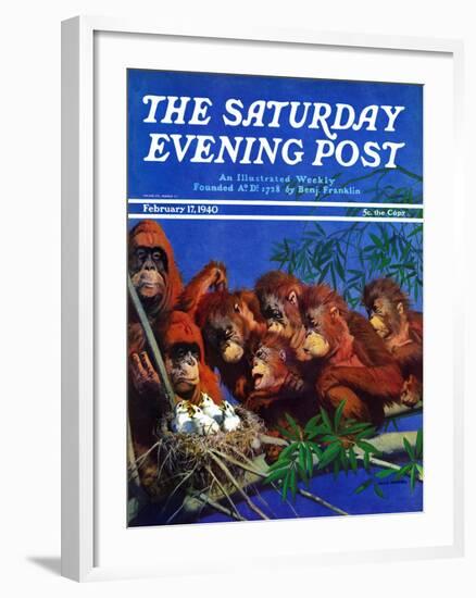 "Orangutans & Bird Nest," Saturday Evening Post Cover, February 17, 1940-Julius Moessel-Framed Giclee Print