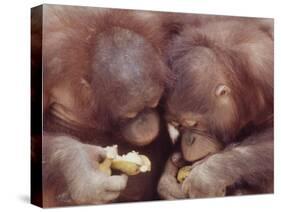 Orangutans in Captivity, Sandakan, Soabah, and Malasia, Town in Br. North Borneo-Co Rentmeester-Stretched Canvas