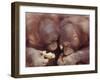 Orangutans in Captivity, Sandakan, Soabah, and Malasia, Town in Br. North Borneo-Co Rentmeester-Framed Photographic Print