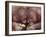 Orangutans in Captivity, Sandakan, Soabah, and Malasia, Town in Br. North Borneo-Co Rentmeester-Framed Photographic Print