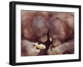 Orangutans in Captivity, Sandakan, Soabah, and Malasia, Town in Br. North Borneo-Co Rentmeester-Framed Photographic Print