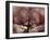 Orangutans in Captivity, Sandakan, Soabah, and Malasia, Town in Br. North Borneo-Co Rentmeester-Framed Photographic Print