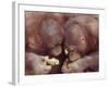 Orangutans in Captivity, Sandakan, Soabah, and Malasia, Town in Br. North Borneo-Co Rentmeester-Framed Photographic Print