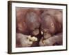 Orangutans in Captivity, Sandakan, Soabah, and Malasia, Town in Br. North Borneo-Co Rentmeester-Framed Photographic Print