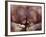 Orangutans in Captivity, Sandakan, Soabah, and Malasia, Town in Br. North Borneo-Co Rentmeester-Framed Photographic Print