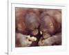 Orangutans in Captivity, Sandakan, Soabah, and Malasia, Town in Br. North Borneo-Co Rentmeester-Framed Photographic Print