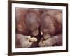 Orangutans in Captivity, Sandakan, Soabah, and Malasia, Town in Br. North Borneo-Co Rentmeester-Framed Photographic Print