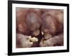 Orangutans in Captivity, Sandakan, Soabah, and Malasia, Town in Br. North Borneo-Co Rentmeester-Framed Photographic Print