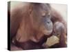 Orangutans in Captivity, Sandakan, Soabah, and Malasia, Town in Br. North Borneo-Co Rentmeester-Stretched Canvas