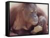 Orangutans in Captivity, Sandakan, Soabah, and Malasia, Town in Br. North Borneo-Co Rentmeester-Framed Stretched Canvas