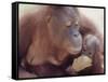 Orangutans in Captivity, Sandakan, Soabah, and Malasia, Town in Br. North Borneo-Co Rentmeester-Framed Stretched Canvas