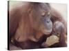 Orangutans in Captivity, Sandakan, Soabah, and Malasia, Town in Br. North Borneo-Co Rentmeester-Stretched Canvas