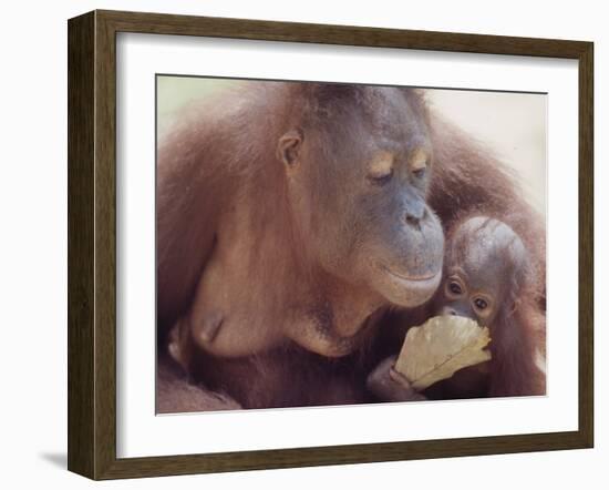 Orangutans in Captivity, Sandakan, Soabah, and Malasia, Town in Br. North Borneo-Co Rentmeester-Framed Photographic Print