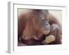 Orangutans in Captivity, Sandakan, Soabah, and Malasia, Town in Br. North Borneo-Co Rentmeester-Framed Photographic Print