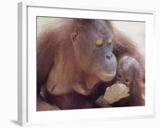 Orangutans in Captivity, Sandakan, Soabah, and Malasia, Town in Br. North Borneo-Co Rentmeester-Framed Photographic Print