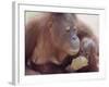 Orangutans in Captivity, Sandakan, Soabah, and Malasia, Town in Br. North Borneo-Co Rentmeester-Framed Photographic Print