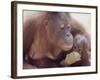 Orangutans in Captivity, Sandakan, Soabah, and Malasia, Town in Br. North Borneo-Co Rentmeester-Framed Photographic Print