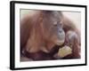 Orangutans in Captivity, Sandakan, Soabah, and Malasia, Town in Br. North Borneo-Co Rentmeester-Framed Photographic Print