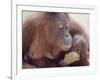 Orangutans in Captivity, Sandakan, Soabah, and Malasia, Town in Br. North Borneo-Co Rentmeester-Framed Photographic Print