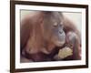 Orangutans in Captivity, Sandakan, Soabah, and Malasia, Town in Br. North Borneo-Co Rentmeester-Framed Photographic Print