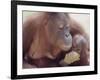 Orangutans in Captivity, Sandakan, Soabah, and Malasia, Town in Br. North Borneo-Co Rentmeester-Framed Photographic Print