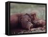 Orangutans in Captivity, Sandakan, Soabah, and Malasia, Town in Br. North Borneo-Co Rentmeester-Framed Stretched Canvas