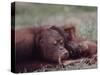 Orangutans in Captivity, Sandakan, Soabah, and Malasia, Town in Br. North Borneo-Co Rentmeester-Stretched Canvas