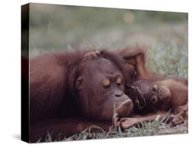 Orangutans in Captivity, Sandakan, Soabah, and Malasia, Town in Br. North Borneo-Co Rentmeester-Stretched Canvas