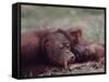 Orangutans in Captivity, Sandakan, Soabah, and Malasia, Town in Br. North Borneo-Co Rentmeester-Framed Stretched Canvas