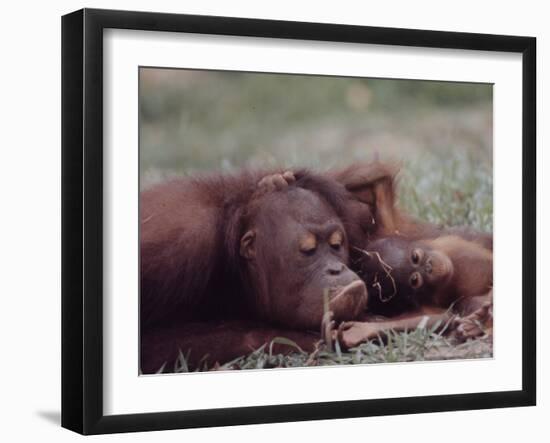 Orangutans in Captivity, Sandakan, Soabah, and Malasia, Town in Br. North Borneo-Co Rentmeester-Framed Photographic Print