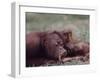 Orangutans in Captivity, Sandakan, Soabah, and Malasia, Town in Br. North Borneo-Co Rentmeester-Framed Photographic Print