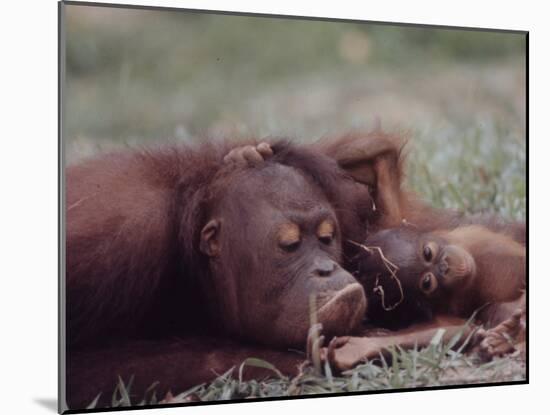 Orangutans in Captivity, Sandakan, Soabah, and Malasia, Town in Br. North Borneo-Co Rentmeester-Mounted Photographic Print