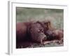 Orangutans in Captivity, Sandakan, Soabah, and Malasia, Town in Br. North Borneo-Co Rentmeester-Framed Photographic Print