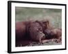 Orangutans in Captivity, Sandakan, Soabah, and Malasia, Town in Br. North Borneo-Co Rentmeester-Framed Photographic Print