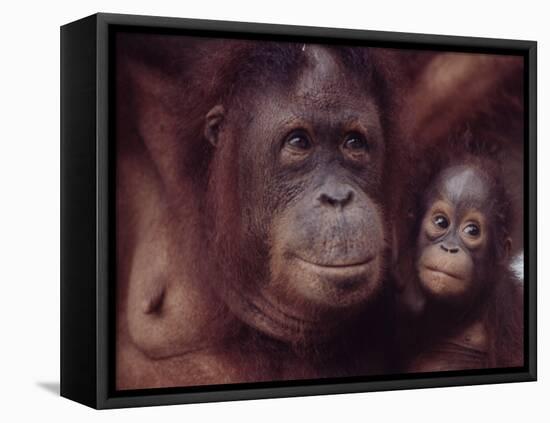 Orangutans in Captivity, Sandakan, Soabah, and Malasia, Town in Br. North Borneo-Co Rentmeester-Framed Stretched Canvas