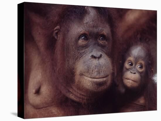 Orangutans in Captivity, Sandakan, Soabah, and Malasia, Town in Br. North Borneo-Co Rentmeester-Stretched Canvas