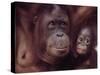 Orangutans in Captivity, Sandakan, Soabah, and Malasia, Town in Br. North Borneo-Co Rentmeester-Stretched Canvas