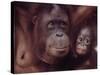 Orangutans in Captivity, Sandakan, Soabah, and Malasia, Town in Br. North Borneo-Co Rentmeester-Stretched Canvas