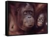 Orangutans in Captivity, Sandakan, Soabah, and Malasia, Town in Br. North Borneo-Co Rentmeester-Framed Stretched Canvas