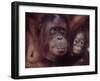 Orangutans in Captivity, Sandakan, Soabah, and Malasia, Town in Br. North Borneo-Co Rentmeester-Framed Premium Photographic Print