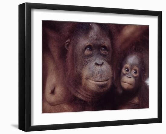 Orangutans in Captivity, Sandakan, Soabah, and Malasia, Town in Br. North Borneo-Co Rentmeester-Framed Photographic Print