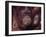 Orangutans in Captivity, Sandakan, Soabah, and Malasia, Town in Br. North Borneo-Co Rentmeester-Framed Photographic Print