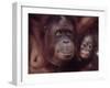 Orangutans in Captivity, Sandakan, Soabah, and Malasia, Town in Br. North Borneo-Co Rentmeester-Framed Photographic Print